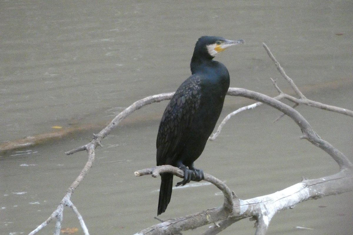 Ahir vam fer el cens d’aus aquàtiques hivernants del tram del riu Llobregat al seu pas per Olesa de Montserrat. Aquest cens es fa simultàniament arreu de Catalunya per poder veure quina és l'evolució de les poblacions d'aus que passen l'hivern als nostres rius.