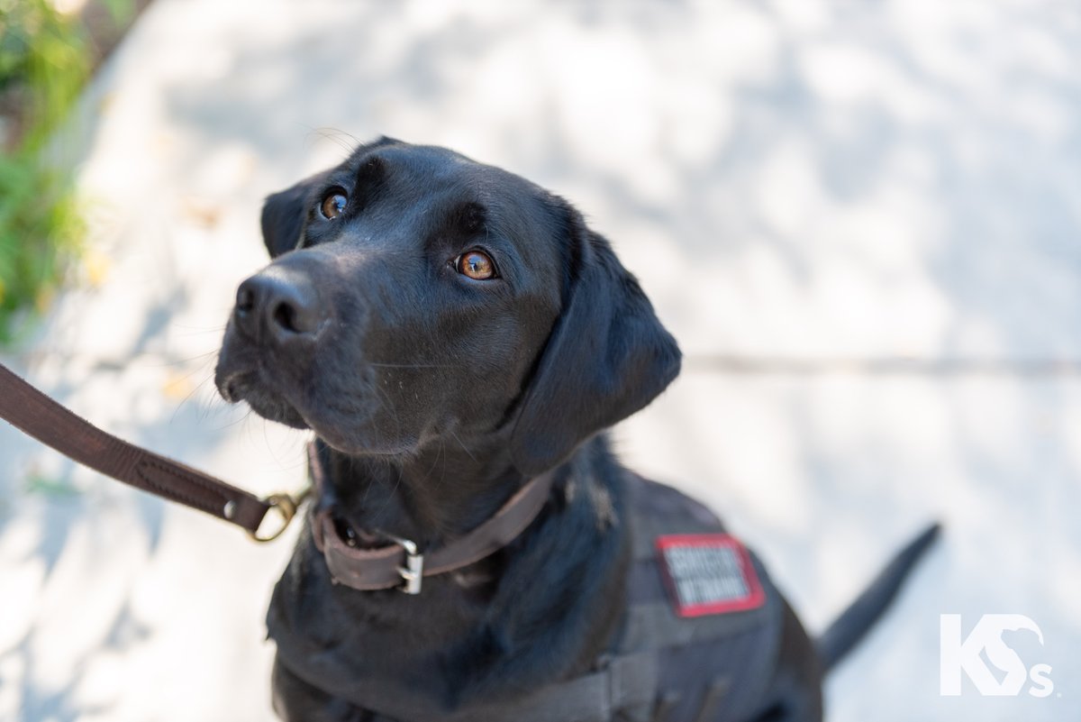 k9sforwarriors's tweet image. Ever wonder what makes #ServiceDogs different from pets?

Allowed in public spaces under ADA law ✔️
Trained to perform specific tasks for one person with a disability ✔️
Adaptable to all kinds of environments, people, and situations ✔️

But here's the thing: Service Dogs are…