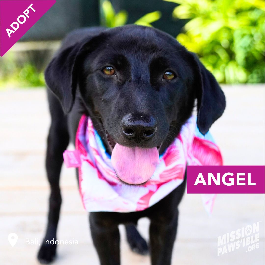 Mission Paws'ible Charity tweet media