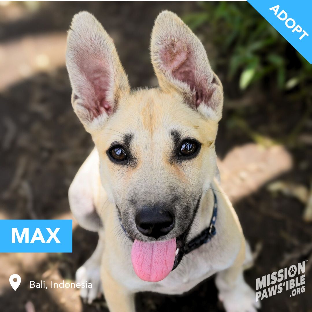 Mission Paws'ible Charity tweet media