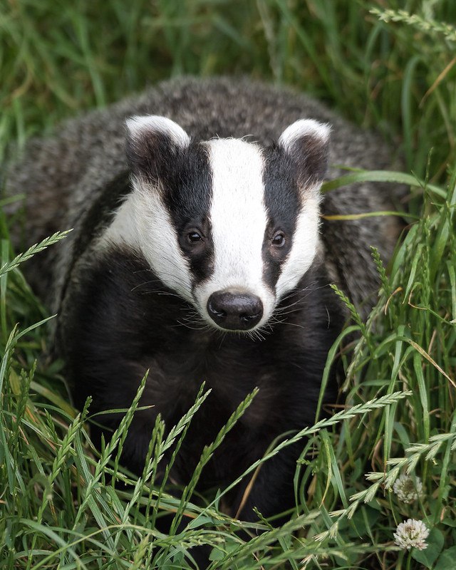 HourlyBadgers's tweet image. [🔗](api.tinyfox.dev/hourly/badger/…)