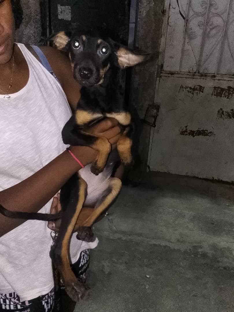 Esta perrita de tamaño pequeño está en situación de calle, 04127394336 Petare. Adopción responsable urgente