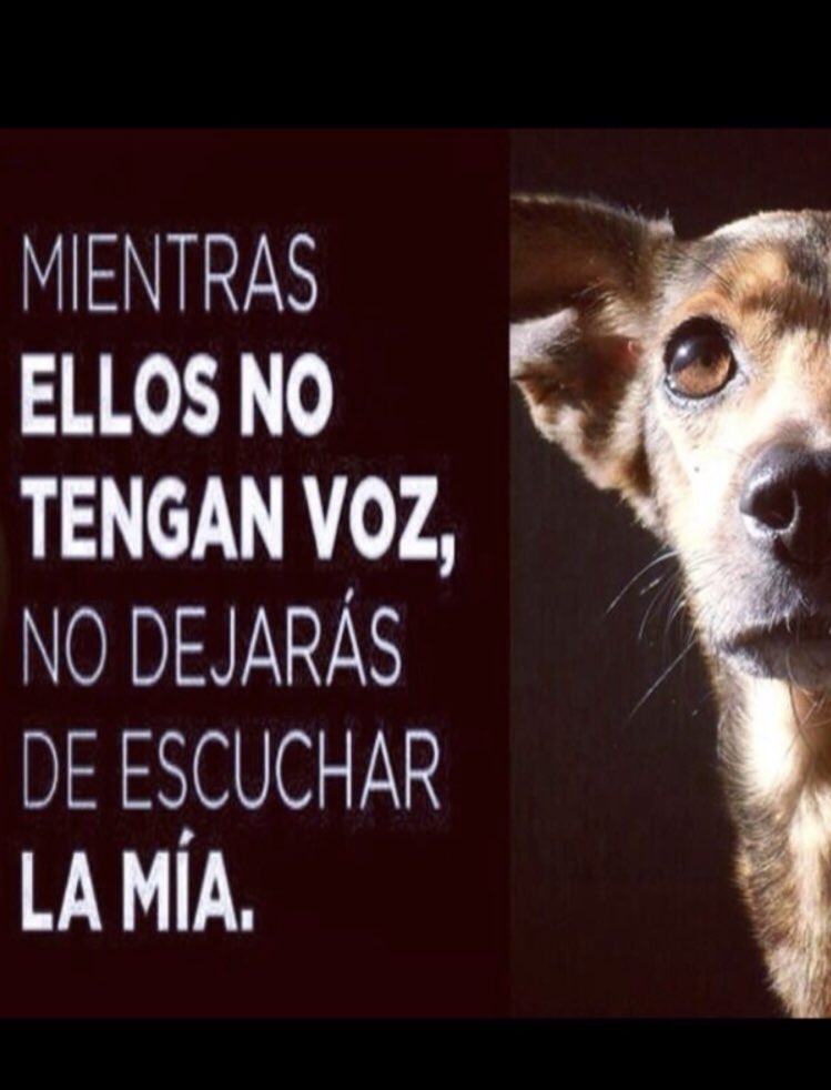 <a href="/AlcaldiaGam/">AlcaldíaGAM</a> por qué en lugar de perseguir rateros,se dedican a fastidiar a cuatro perritos que están viejitos y que llevan ahí mucho tiempo, sin hacerle daño a nadie,siempre con los más débiles, hagan su trabajo con los DELINCUENTES porque para defenderlos estamos nosotros