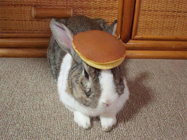 Introducing Oolong, based on the legendary Oolong the rabbit, the internet's og "rabbit wif hat." Before cats $cwh and dogs $wif donned headgear in the crypto space, Oolong charmed the world by balancing items from pancakes to teacups on his head, embodying balance and patience.