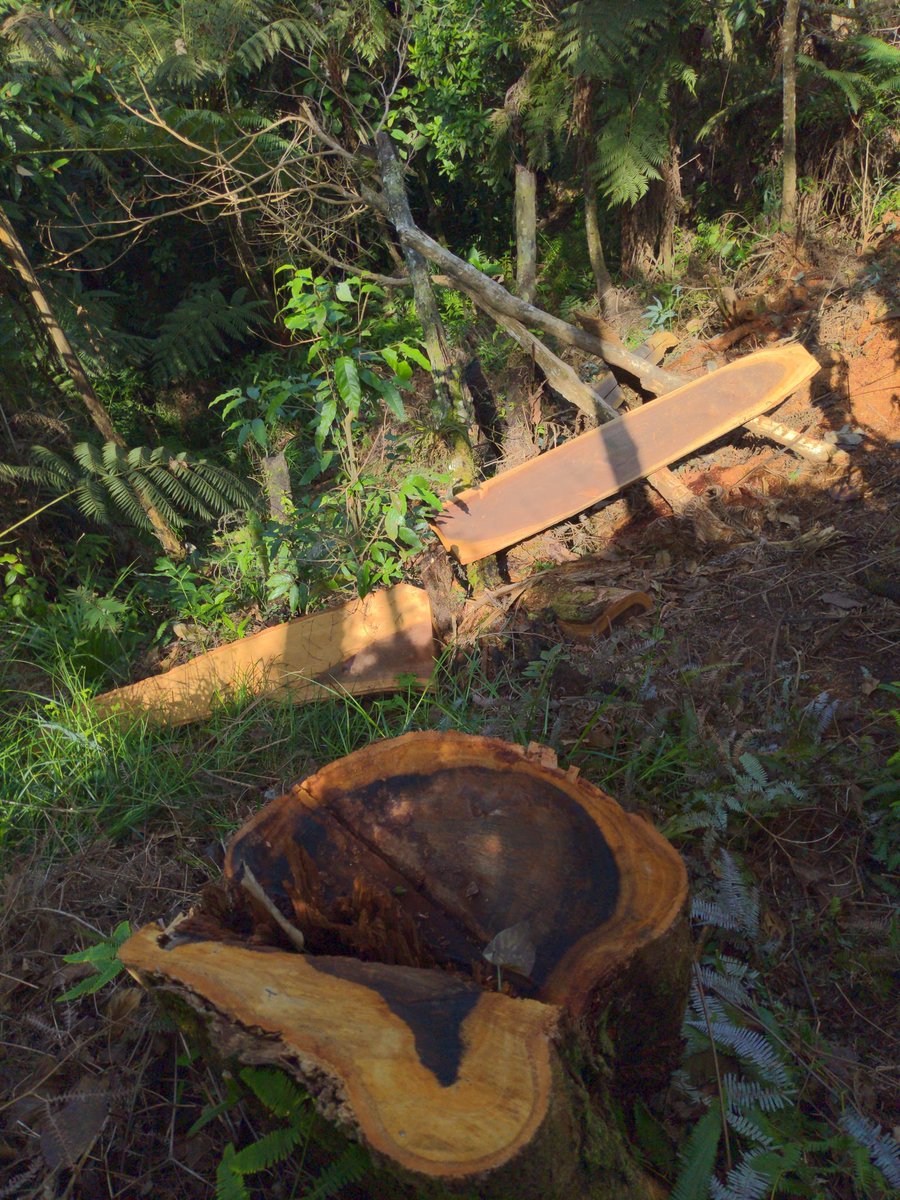 ICFHonduras's tweet photo. 🌍🌲 ¡NO MÁS DELITOS AMBIENTALES EN ÁREAS PROTEGIDAS! 🚫🪵

El #ICF por medio de la #FTIA Y Con el respaldo de las @FFAAHN 🇭🇳 y @Sedenahn, en coordinación con el Tercer Batallón de Protección Ambiental, realizamos un importante operativo en la cuenca del Lago de Yojoa y la zona de amortiguamiento del Parque Nacional Cerro Azul Meámbar.

🔍 ¿Qué encontramos?
📍 5 puntos críticos con evidencia de aprovechamiento ilegal de madera:

🌳 Árboles latifoliados, pinos y cipreses cortados y aserrados.

🚨 Daño directo a la biodiversidad y al equilibrio del ecosistema.

🌎 El ICF emitirá los dictámenes necesarios y los casos serán llevados ante la justicia. Además, la FTIA seguirá realizando patrullajes para asegurar la conservación de nuestros recursos naturales.

🌱 Tu denuncia es clave. Seguimos trabajando para frenar el daño ambiental. 💪

#ProtecciónAmbiental #ContraElDelitoAmbiental #CuidemosHonduras #ICF #PatrimonioNatural