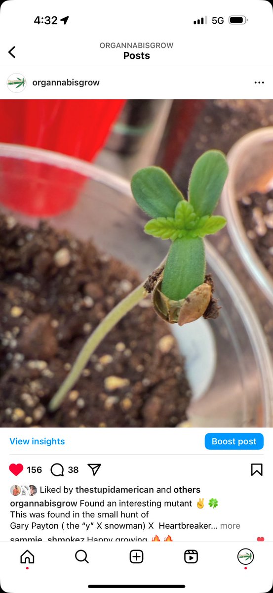 Anyone know what this is called ? ✌️ ☮️ #weed #mutation #gardening