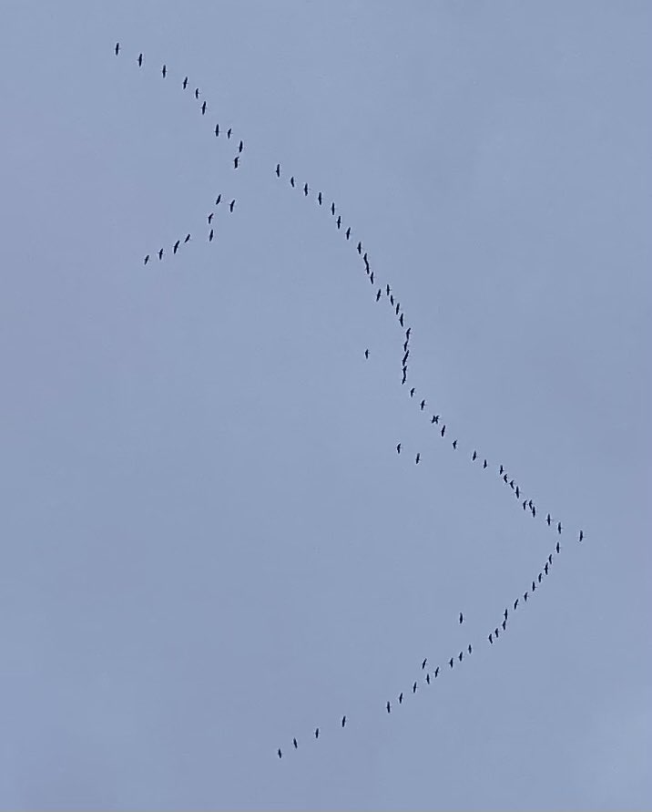 Heute gegen 16:30 Kraniche über #bonn in Richtung Süden. Ist das nicht sehr spät? #Natur #Klimaanpassung @naturefranz.bsky.social