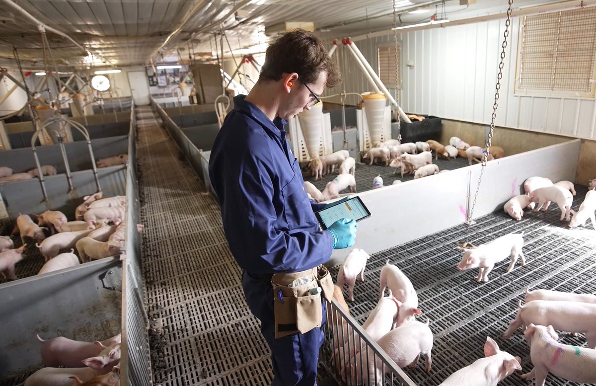 🐷PROJECT UPDATE 🐷This research is using tags on individual pigs to monitor and manage animal health in commercial piggeries - a new app will ensure that data can be used easily 

Read more ➡️foodagility.com/posts/new-app-…

@BeanstalkAgTech <a href="/CurtinUni/">Curtin University</a> <a href="/DPIRDWA/">DPIRDWA</a> #AgTech #Innovation