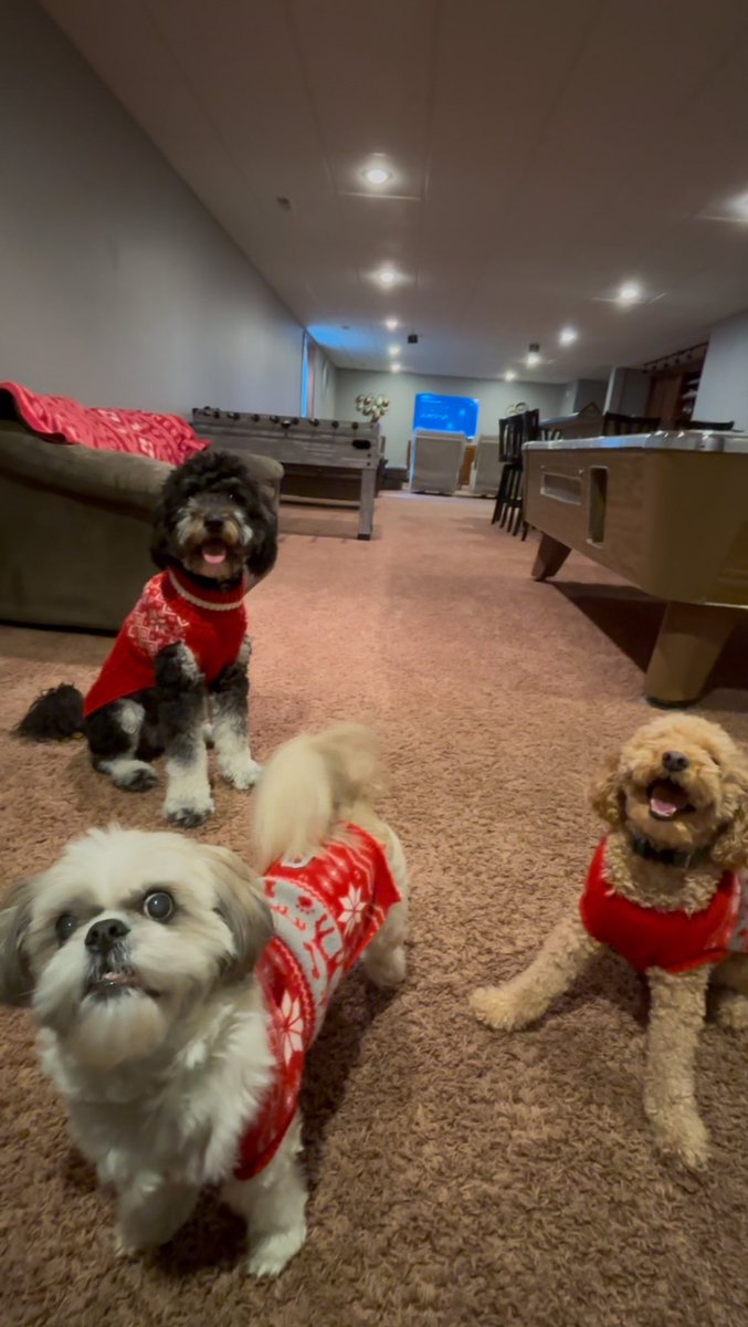 The best time to wear a doggo sweater is all the time.