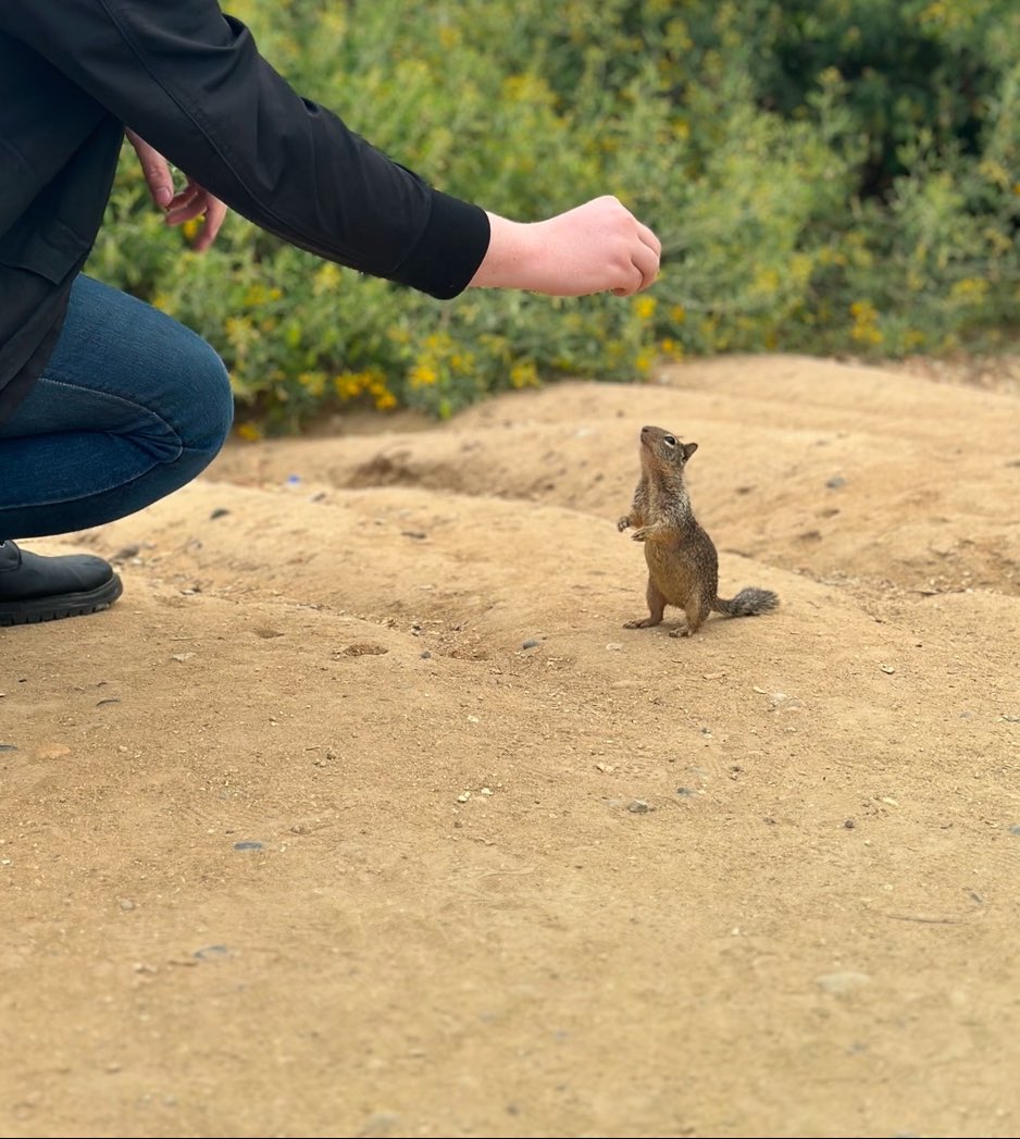 codyaims's tweet image. They say don’t feed the little beach squirrels but I do anyways lol