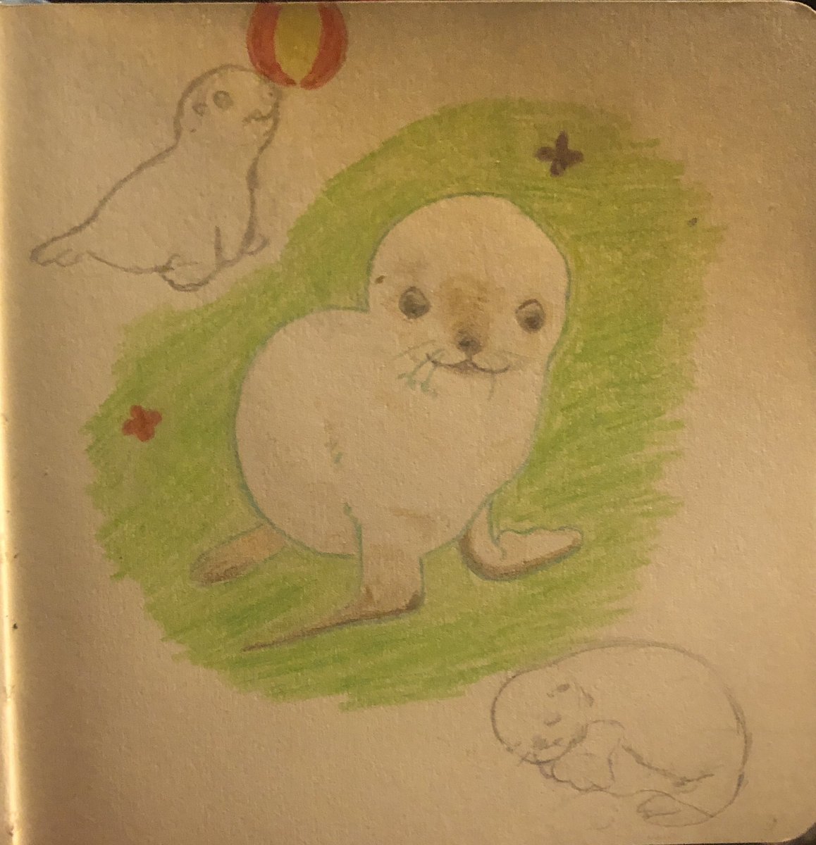 alienshark49's tweet photo. tonight’s doodles to practice drawing sea lions https://t.co/Zh1xy0AD3c
