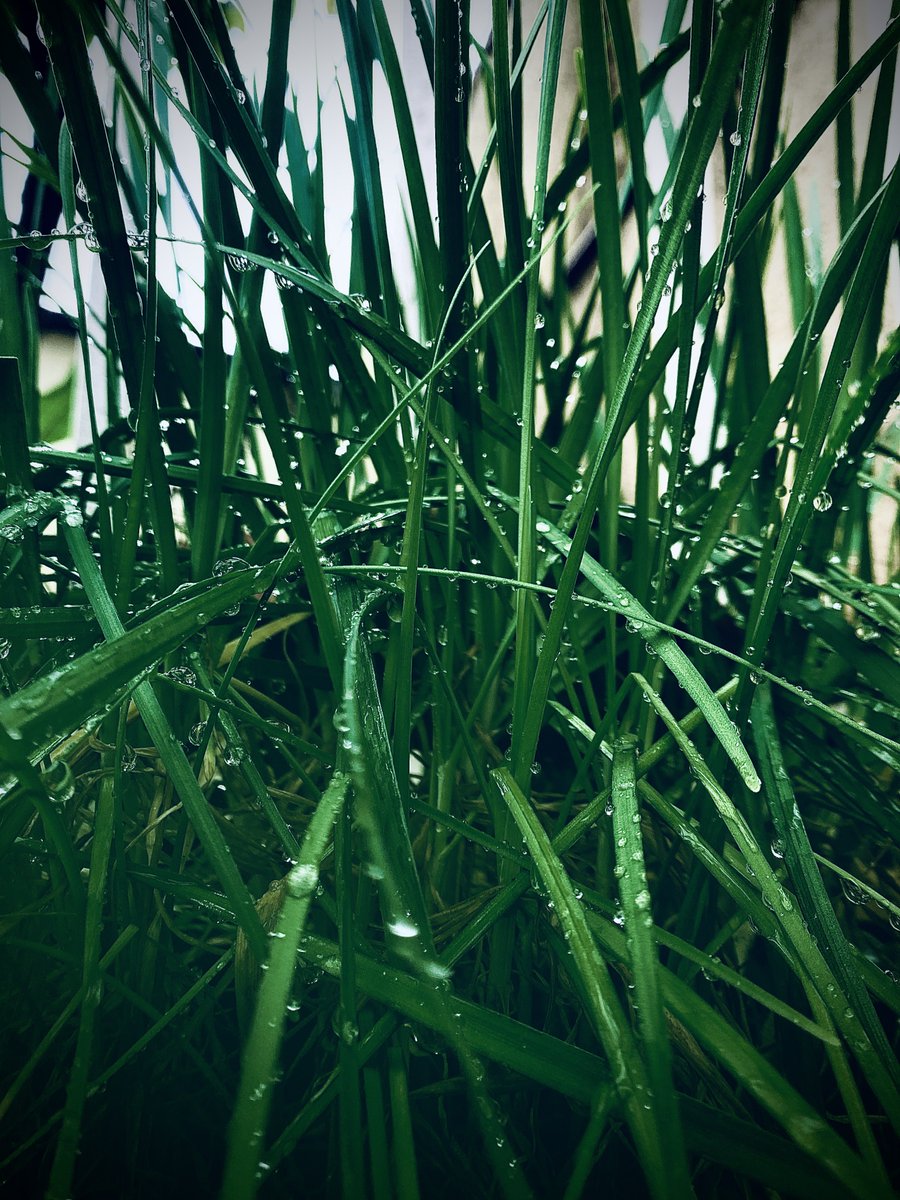 nalubega_joyce's tweet photo. The morning rain left its beauty behind and I captured it. 

#shotoniphone11 #editedoniphone https://t.co/udkQ5yh0eT