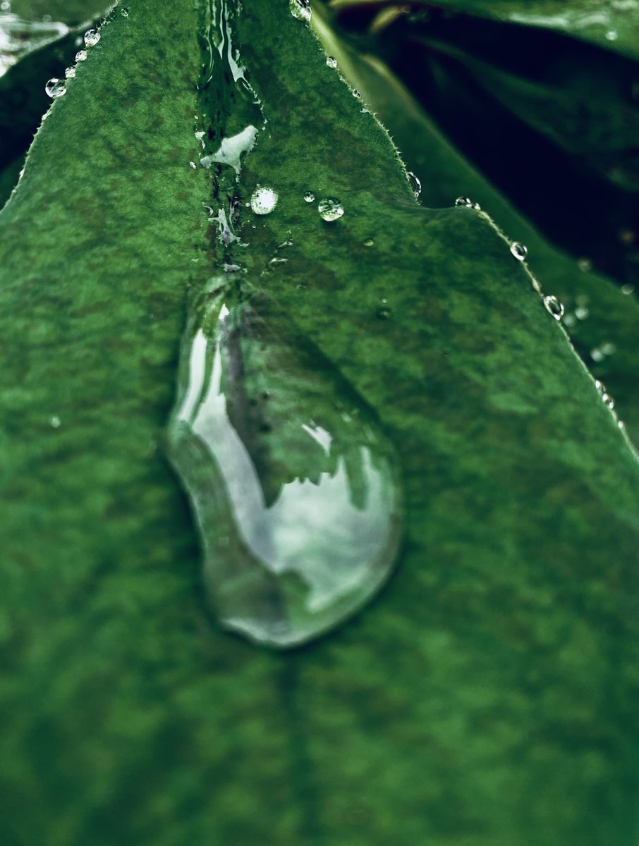 nalubega_joyce's tweet photo. The morning rain left its beauty behind and I captured it. 

#shotoniphone11 #editedoniphone https://t.co/udkQ5yh0eT