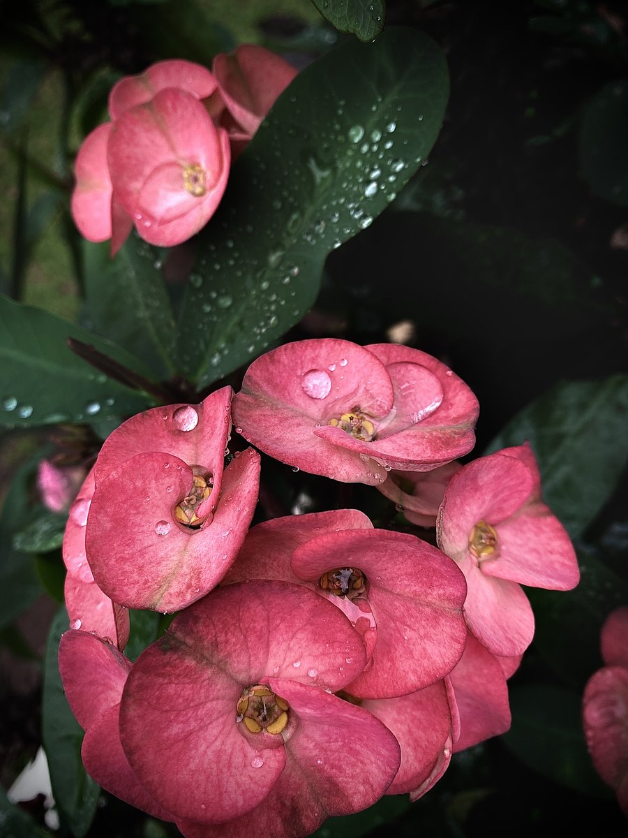 nalubega_joyce's tweet photo. The morning rain left its beauty behind and I captured it. 

#shotoniphone11 #editedoniphone https://t.co/udkQ5yh0eT