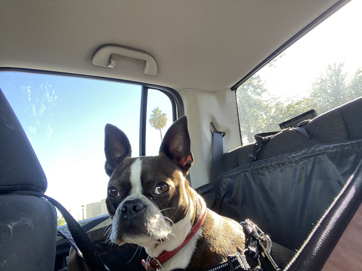 BostonMaisy's tweet photo. On the road again 🎶 …. To grandmas! 
Happy Sunday and hope everyone is safe. ♥️ #dogs #carRide #dogsofX https://t.co/9LHZKZTvw1