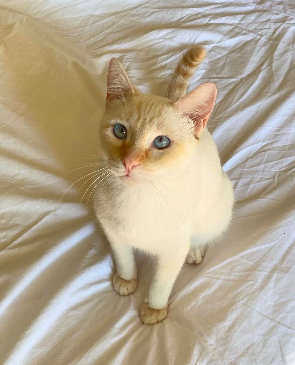 karlaschwarz's tweet photo. Oie!
Vocês lembram do Damon?
Meu gatinho que estava tratando a PIF três anos atrás?
Pois é pessoal, ele teve uma reiinfecção e está com PIF novamente, dessa vez não é neurológica e tem formação de liquido no abdomem, https://t.co/O8PWYmLa6T