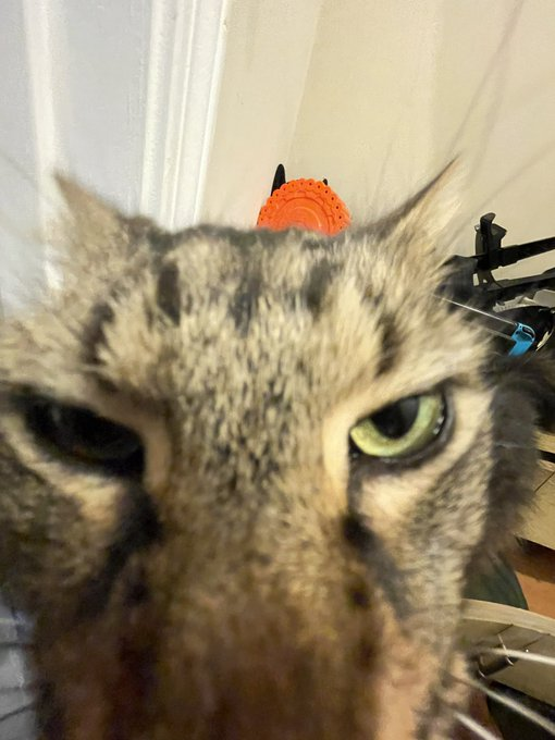 CatsWhichAreAbnormallyCloseToCameras tweet media