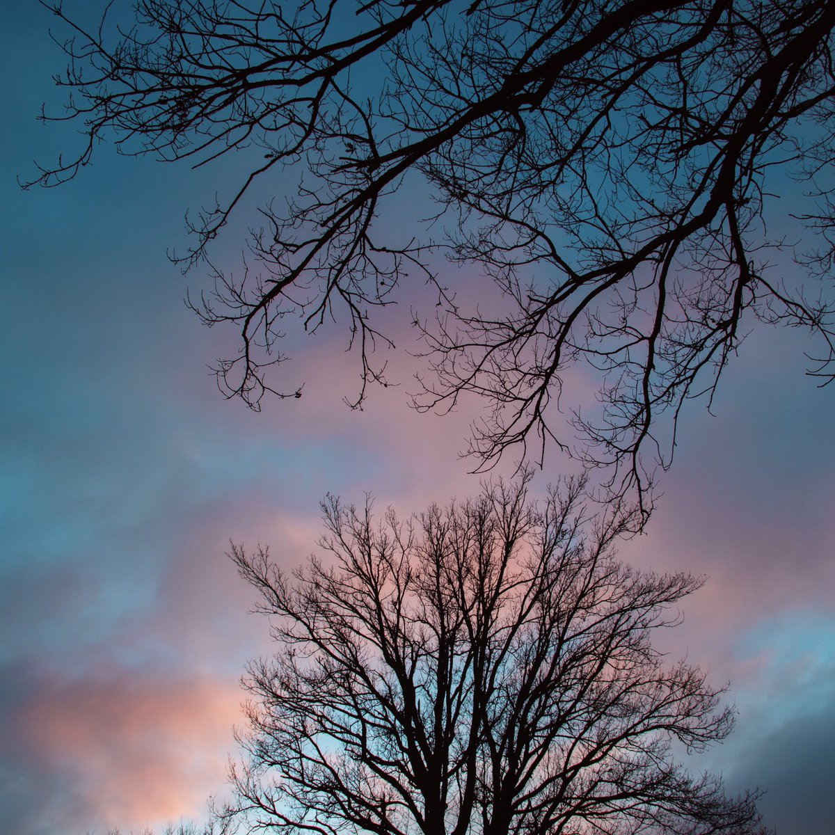 CelinePivoine's tweet image. Nouvel essai sur un nouveau support : carrelage teinté vert ! Votre photo sur simple demande et avec les aléas de l’émulsion de Polaroïd bien sûr ! 

#celinepivoine #art #polaroidlift #emulsionpolaroid #polaroid #polaroidtransfer #carrelage #arbre #nature #reemploi #sunset