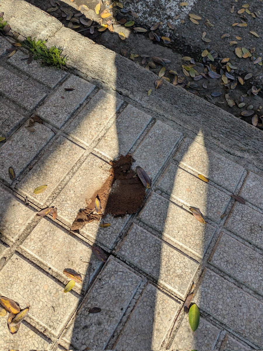 ToniBarea2's tweet photo. Juegas a los marcianitos en  Alcosa y Sevilla Este, esquivando las cacas caninas? Estás a punto de poner un casco a tu peque por si tropieza y se come una?! Retuitea este post @Ayto_Sevilla @DtoEsteAlcTorre  #barriosdelestesincacas. En 50 m más de 6 cacas, en c. Innovacion. https://t.co/zkBIBNTAKT