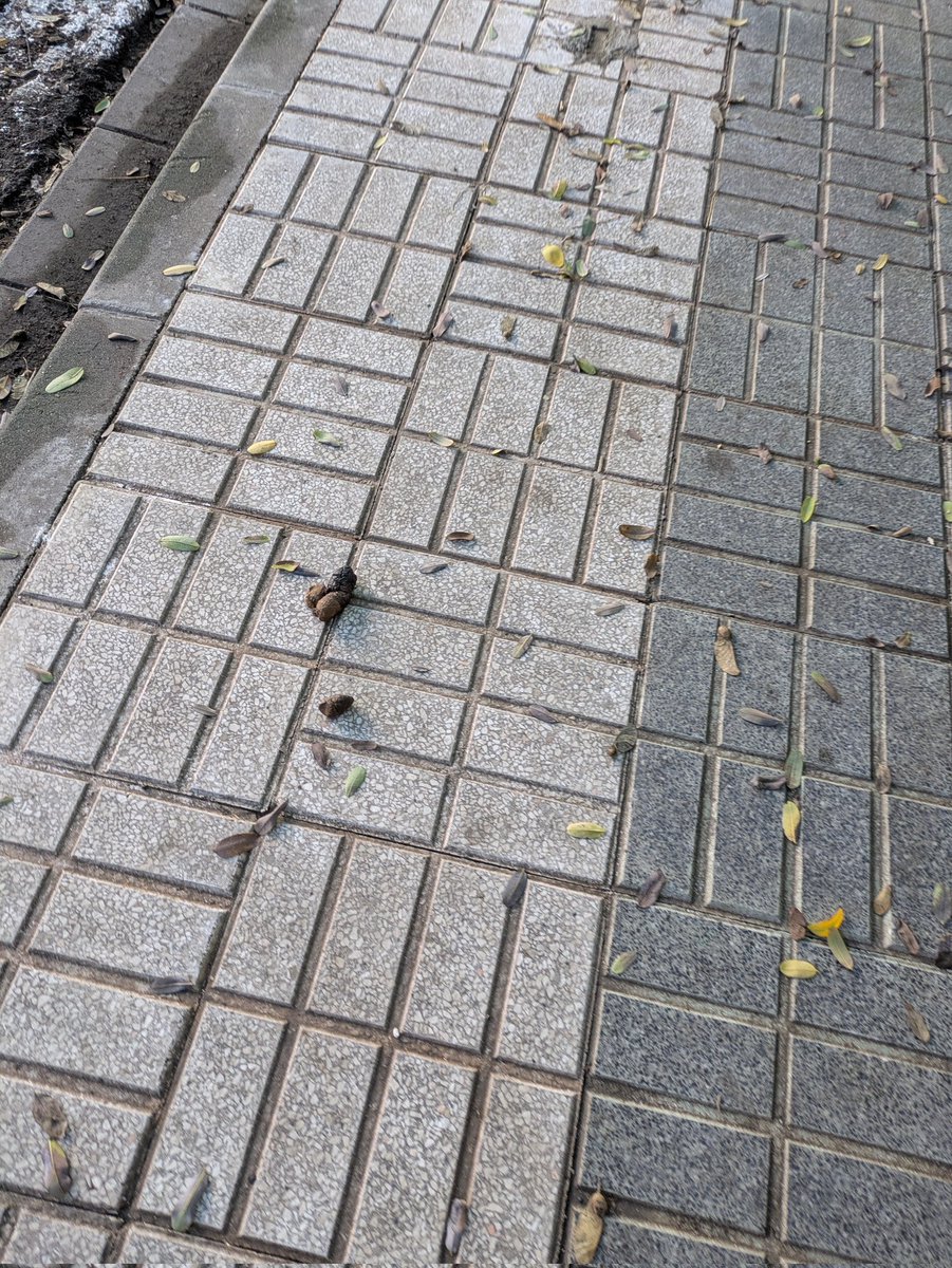 ToniBarea2's tweet photo. Juegas a los marcianitos en  Alcosa y Sevilla Este, esquivando las cacas caninas? Estás a punto de poner un casco a tu peque por si tropieza y se come una?! Retuitea este post @Ayto_Sevilla @DtoEsteAlcTorre  #barriosdelestesincacas. En 50 m más de 6 cacas, en c. Innovacion. https://t.co/zkBIBNTAKT