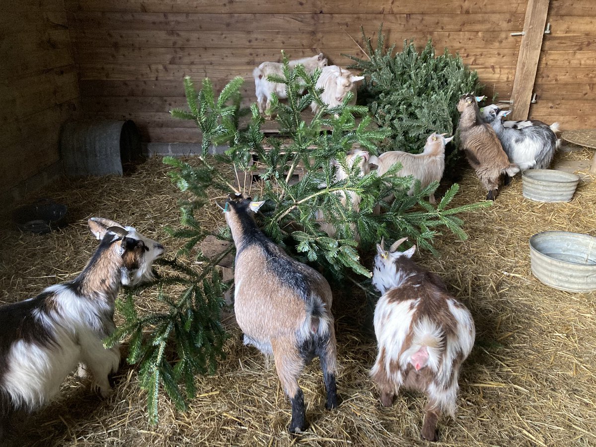 SouthYeoEast's tweet photo. Big thank you to Okehampton Young Farmers for collecting Christmas trees around the area and delivering them for the goats to enjoy ๐ฒ๐๐ ๐ Itโs going to take them a while to get through the 12 footers! ๐ https://t.co/UsJzERLOWf