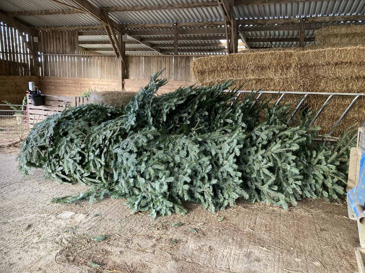 SouthYeoEast's tweet photo. Big thank you to Okehampton Young Farmers for collecting Christmas trees around the area and delivering them for the goats to enjoy ๐ฒ๐๐ ๐ Itโs going to take them a while to get through the 12 footers! ๐ https://t.co/UsJzERLOWf