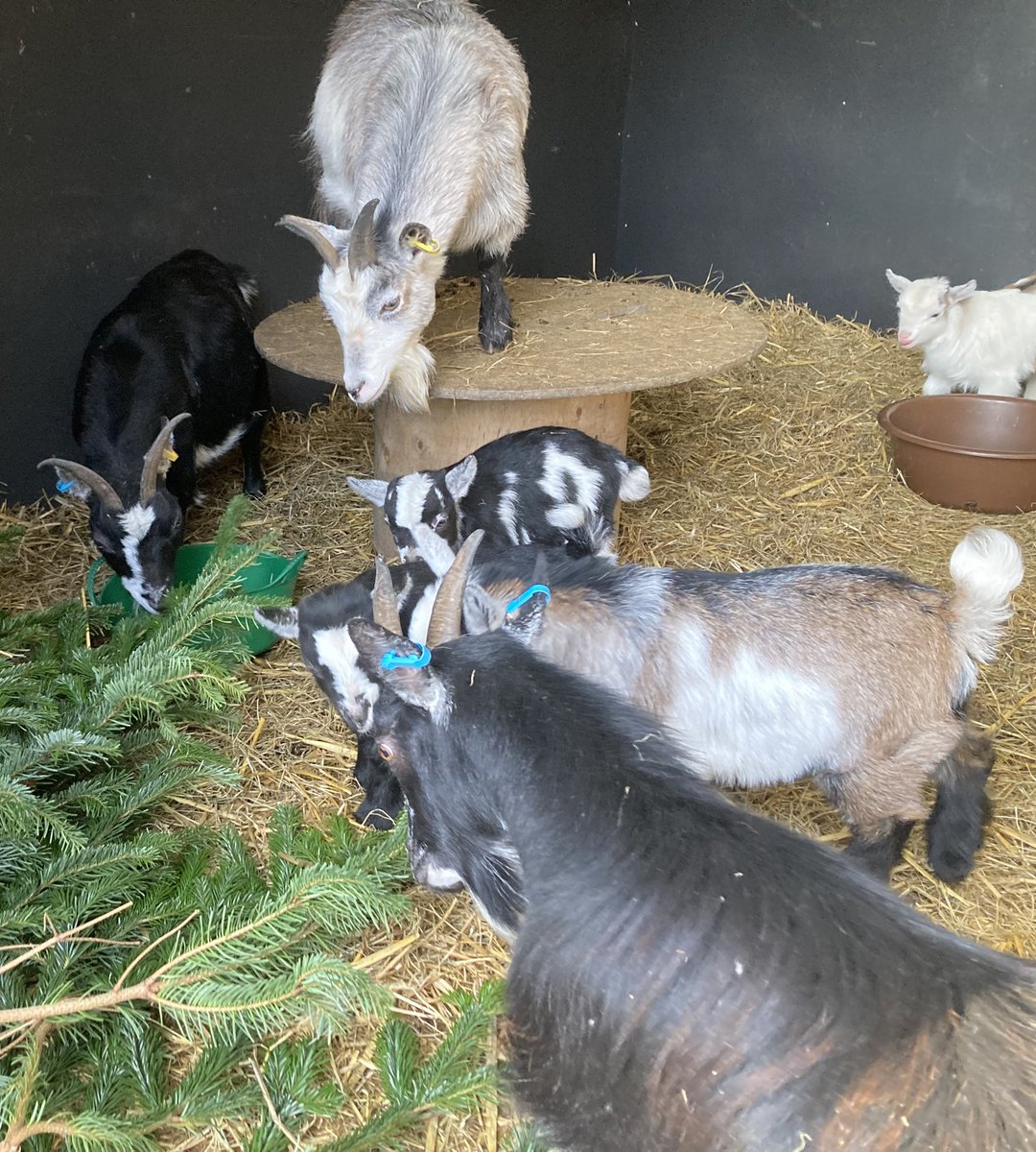 SouthYeoEast's tweet photo. Big thank you to Okehampton Young Farmers for collecting Christmas trees around the area and delivering them for the goats to enjoy ๐ฒ๐๐ ๐ Itโs going to take them a while to get through the 12 footers! ๐ https://t.co/UsJzERLOWf
