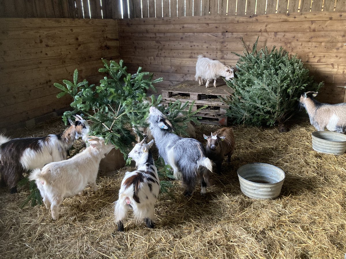 SouthYeoEast's tweet photo. Big thank you to Okehampton Young Farmers for collecting Christmas trees around the area and delivering them for the goats to enjoy ๐ฒ๐๐ ๐ Itโs going to take them a while to get through the 12 footers! ๐ https://t.co/UsJzERLOWf