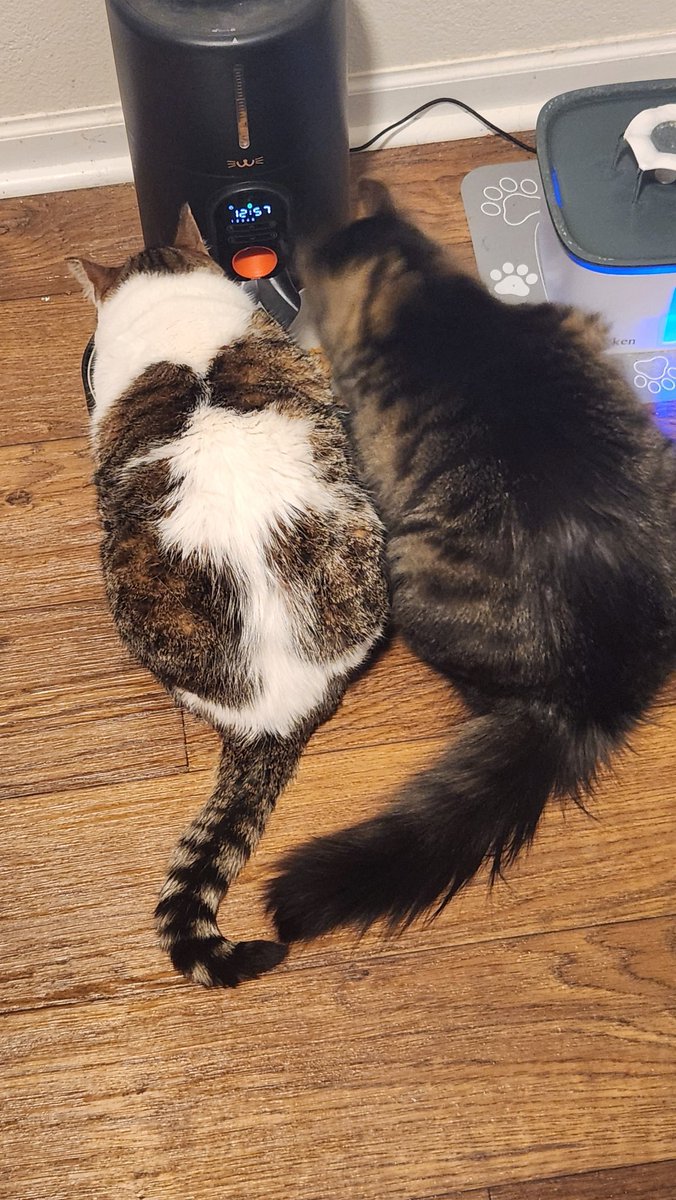 Megablitz34 Gaming tweet media