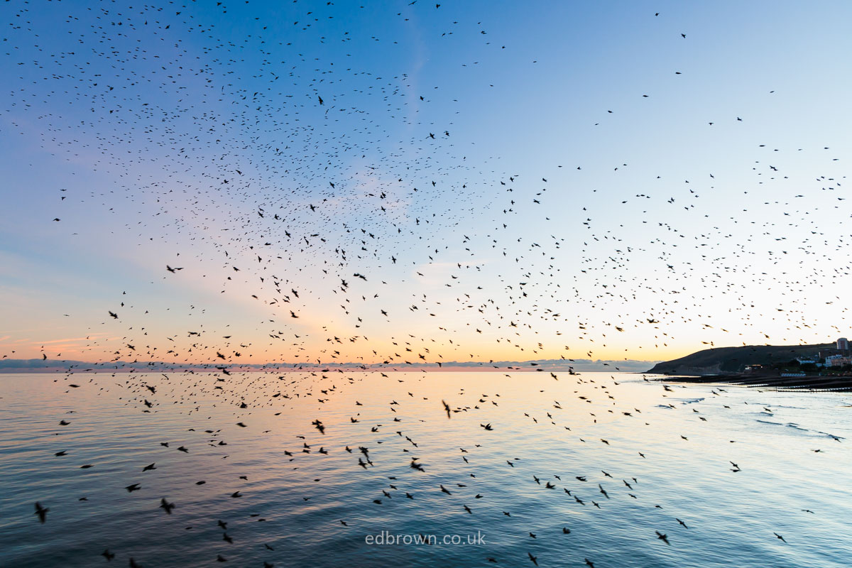 Fab hour on Eastbourne Pier earlier watching a couple of Starlings doing their thing