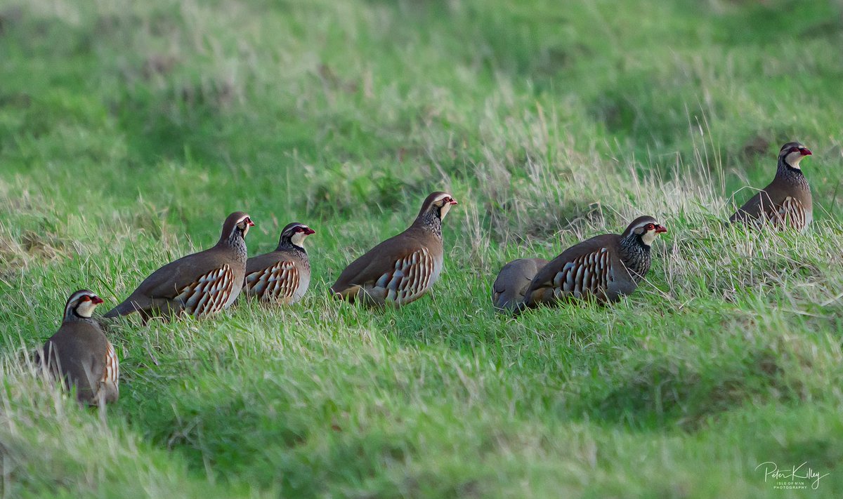 manxscenes's tweet photo. A Covey of Partridges north of the Island (had to Google what a group was called) 🇮🇲 #isleofman #iom #partridges #covey #manx #wildlifephotography #manxscenes https://t.co/uq7tfLR2gc