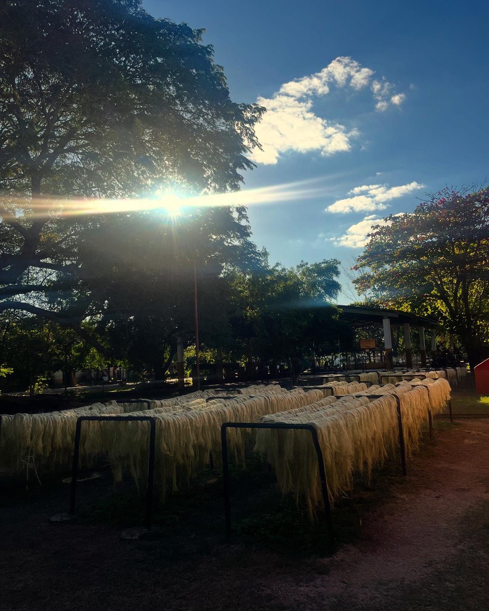 paolalcocer's tweet photo. Visitamos la Hacienda Sotuta, un rincón de Yucatán lleno de historia sobre henequén, hay un huerto orgánico, piscina, cenote, fábrica y actividades. 

#turismpopular #turismodebarrio #amigasqueviajan #turismo https://t.co/tFdUqbsj9M