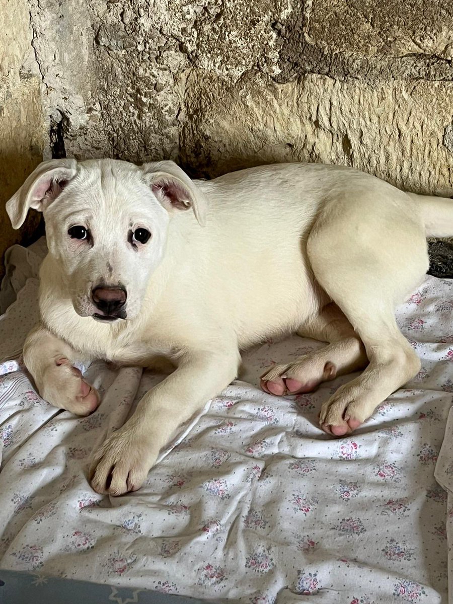 ohanarifugio's tweet photo. 🚨 FOTO NUOVE: LA DOLCE MEGGIE NON HA ANCORA TROVATO CASA
⭕ Info: PER FAVORE NON CHIAMARE. ESCLUSIVAMENTE SE REALMENTE INTERESSATI via Whatsapp al +39 327 760 7352
🚼 Età: due mesi e mezzo
📏 Taglia: media (25-28 kg)
I pelosi di Chiara, Santa Margherita di Belice (AG) io https://t.co/JNx3VgCA9M