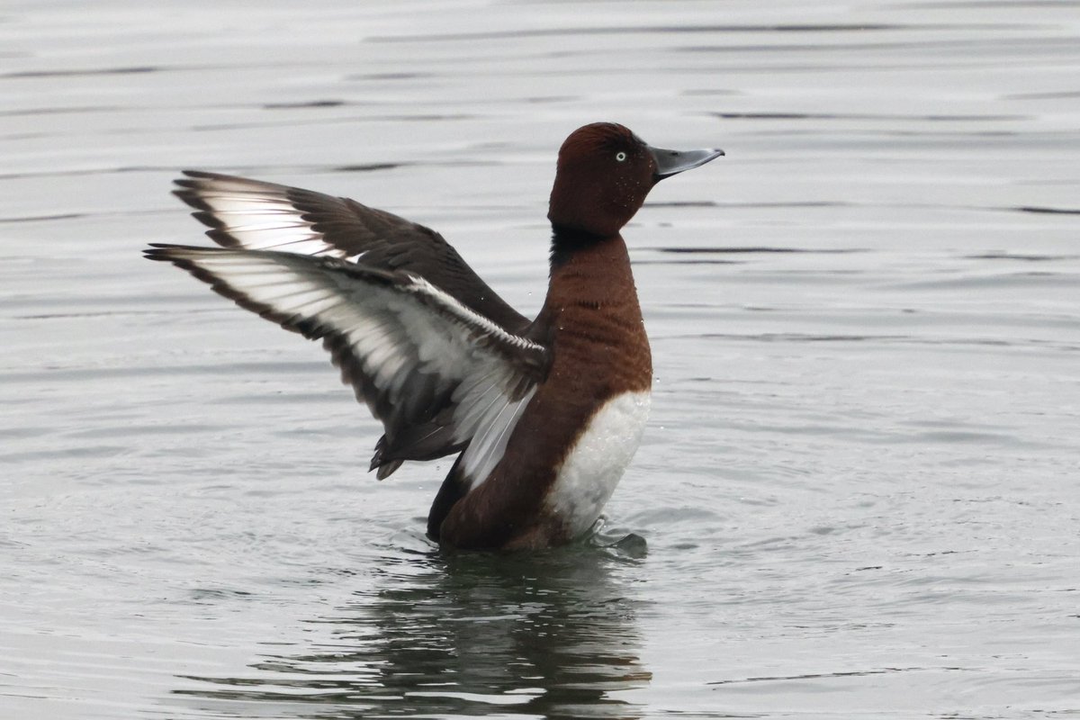 Gary Palmer (@thewyrewagtail) on Twitter photo A pleasant few hours <a href="/Draycotebirding/">Draycotebirding</a> with Dad. Not been there for years! Ferruginous Duck showed well. A pleasant few hours <a href="/Draycotebirding/">Draycotebirding</a> with Dad. Not been there for years! Ferruginous Duck showed well.