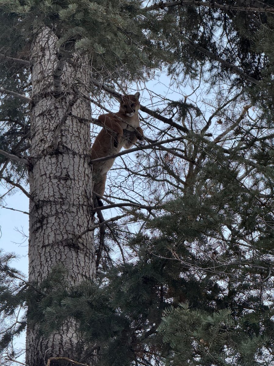 KSL5TV's tweet photo. SPOTTED: While stepping outside this week, locals have come face-to-face with some of Utah's beautiful creatures. Submit your wildlife photos to our #AsYouSeeIt page! 

 📷 1,2: Scott Taylor, Magna 
📷 3, 4: Landon Chism, Mueller Park Canyon https://t.co/Aq9UoQdNsi