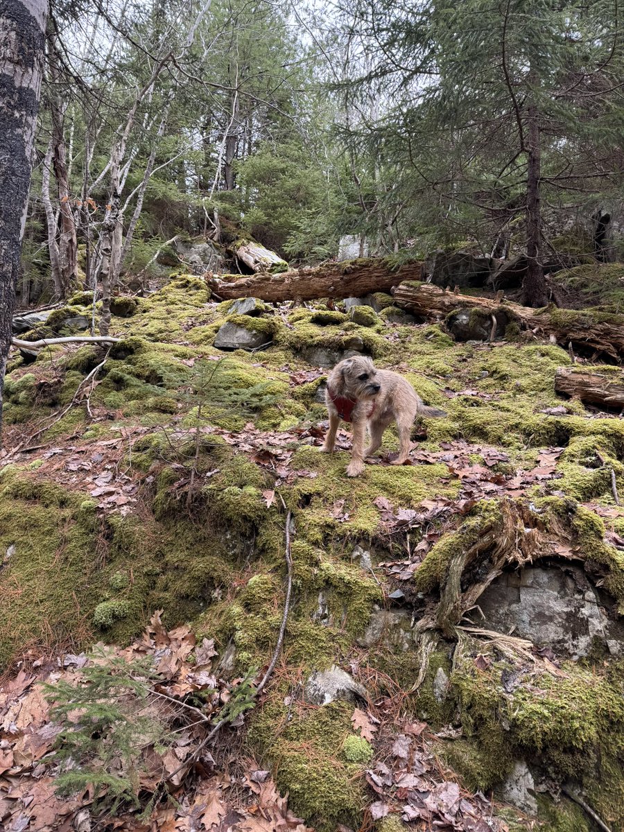 Hubble_BTerrier's tweet image. Today’s hike was in Hemlock Ravine Park, an old growth forest just off Bedford Basin. It starts at the Heart Shaped Pond, built in 1794 by Prince Edward, Duke of Kent, for his mistress Julie. #NSTrails