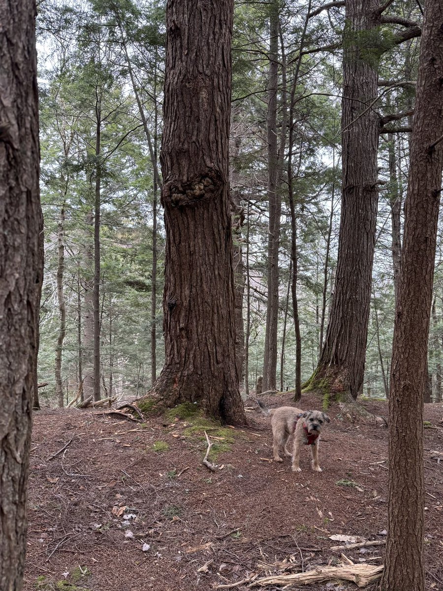 Hubble_BTerrier's tweet image. Today’s hike was in Hemlock Ravine Park, an old growth forest just off Bedford Basin. It starts at the Heart Shaped Pond, built in 1794 by Prince Edward, Duke of Kent, for his mistress Julie. #NSTrails