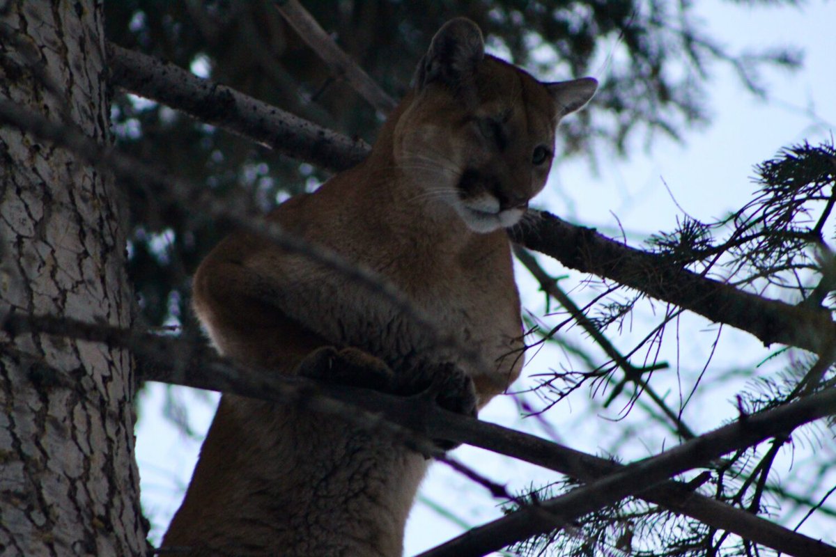 KSL5TV's tweet photo. SPOTTED: While stepping outside this week, locals have come face-to-face with some of Utah's beautiful creatures. Submit your wildlife photos to our #AsYouSeeIt page! 

 📷 1,2: Scott Taylor, Magna 
📷 3, 4: Landon Chism, Mueller Park Canyon https://t.co/Aq9UoQdNsi