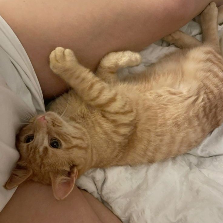 kavehdaher's tweet image. 