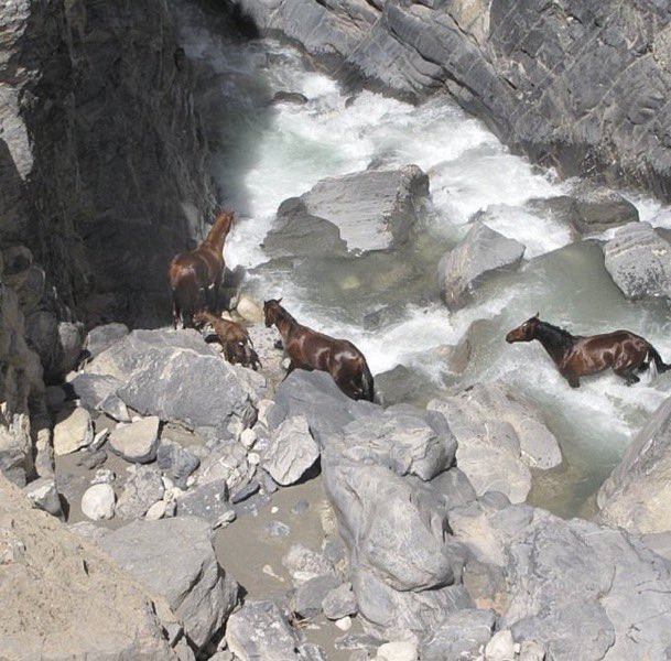 1964archives's tweet image. Wild horses crossing a river in Iran