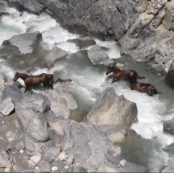 1964archives's tweet image. Wild horses crossing a river in Iran