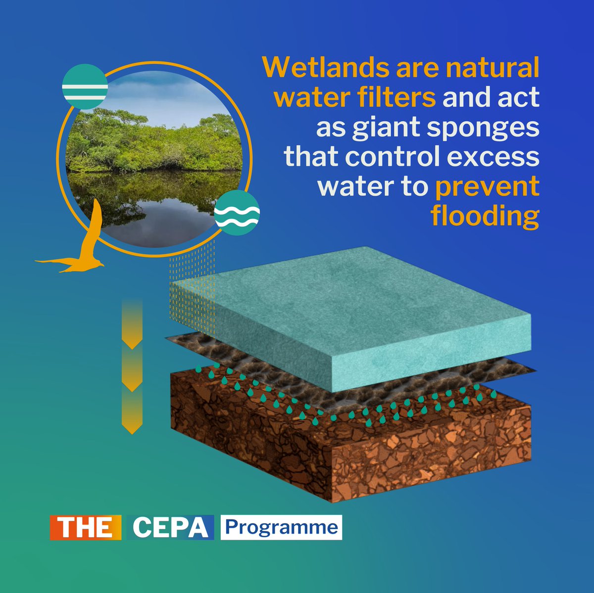 RamsarConv's tweet image. Wetlands are essential for ecosystems and communities that live near them.

💧 They act as natural water filters, facilitating their consumption and use in productive activities.

🐦 They harbour a large amount of biodiversity.

#WetlandsForOurCommonFuture #WetlandsMatter
