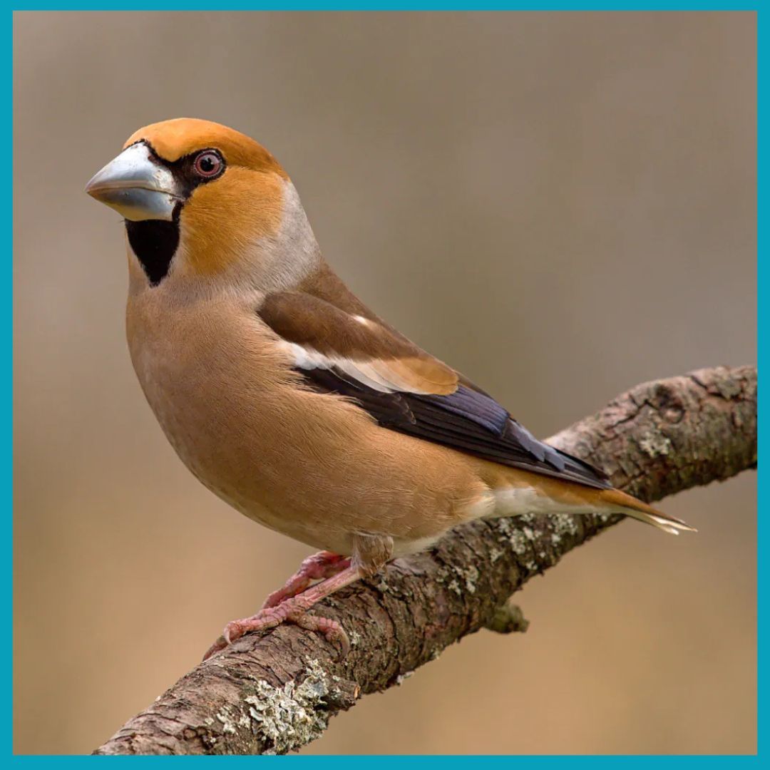 The Curiosity Box tweet media