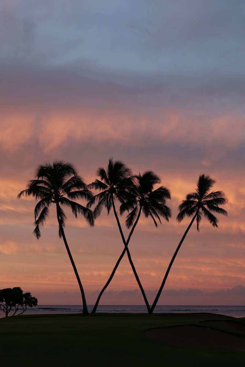 It's Final Round Sunday at the 2025 Sony Open in Hawaii!  Who do you think will score the big Win?