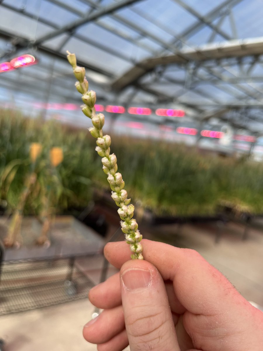 bearded_wheat's tweet photo. First crossing block in the new greenhouse was a success. https://t.co/wEPMlJJN6g