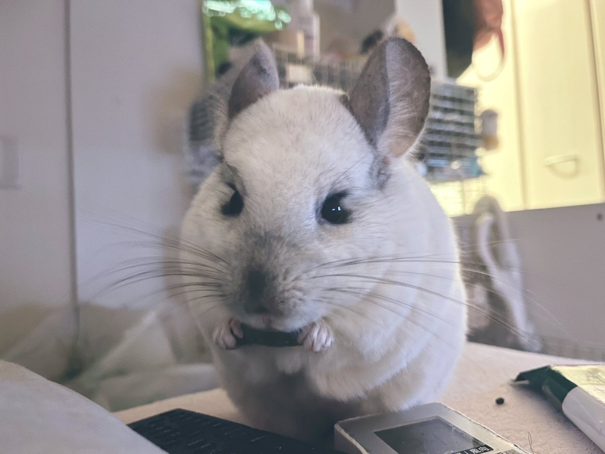 私のゲーム終わるといつもベッドに来てくれておやつもらってウンチして帰るねずみ　もらったら寝ようね〜