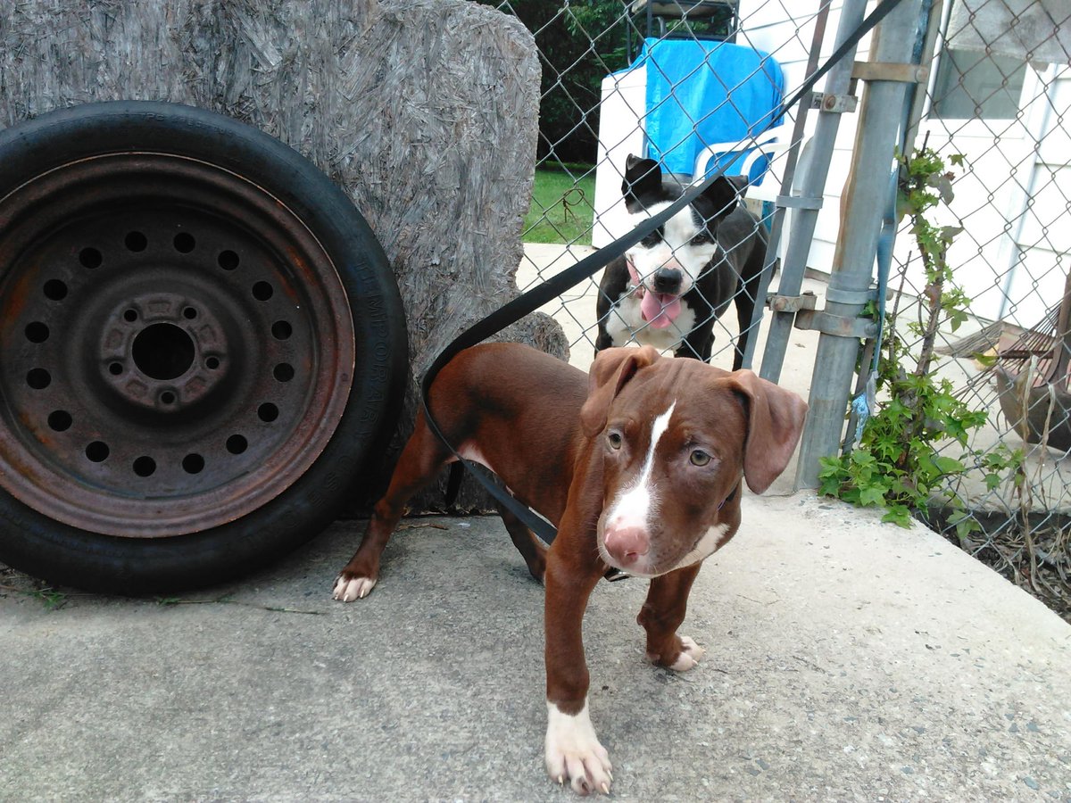 RaleighSer19609's tweet image. Sad😔🥹 day for  us @i_bigelow we are so 💓 broken,#Dogheaven Man's best friend he is🥹#LLBear🐻 such a Protector he was.