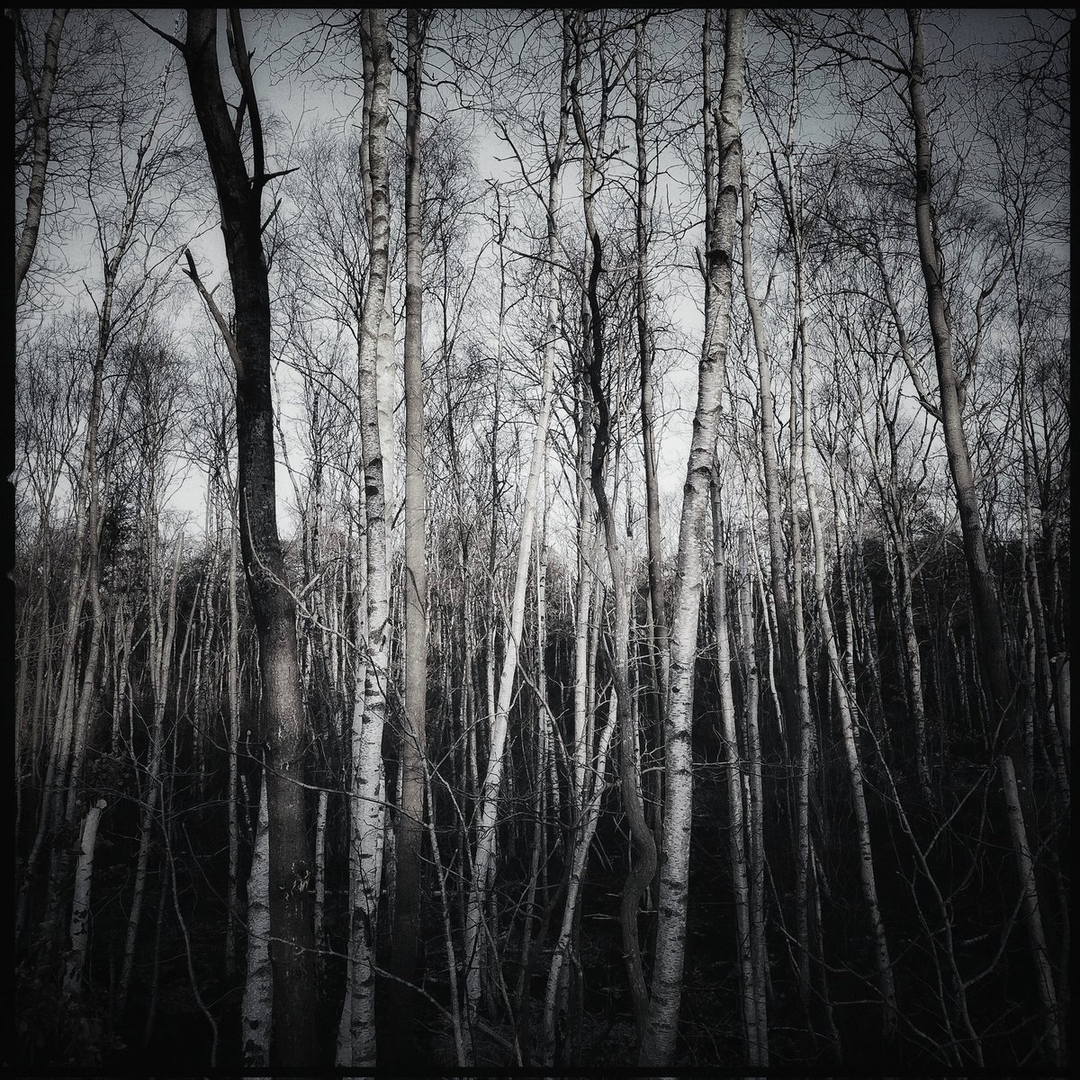 anthonyhunter69's tweet photo. #birch trees :-P
#skyline #hmdskyline @Nokia @NokiaMobile @HMDGlobal #BW @HMDdevices #shotonhmd #nature #shotonskyline @teampureview @NokiamobBlog #nokia #photography #phoneography #shotonnokia #nokiamobile #oldrollecamera @goteborgcom #gรถteborg #oldrollapp https://t.co/rtZEAJjABC