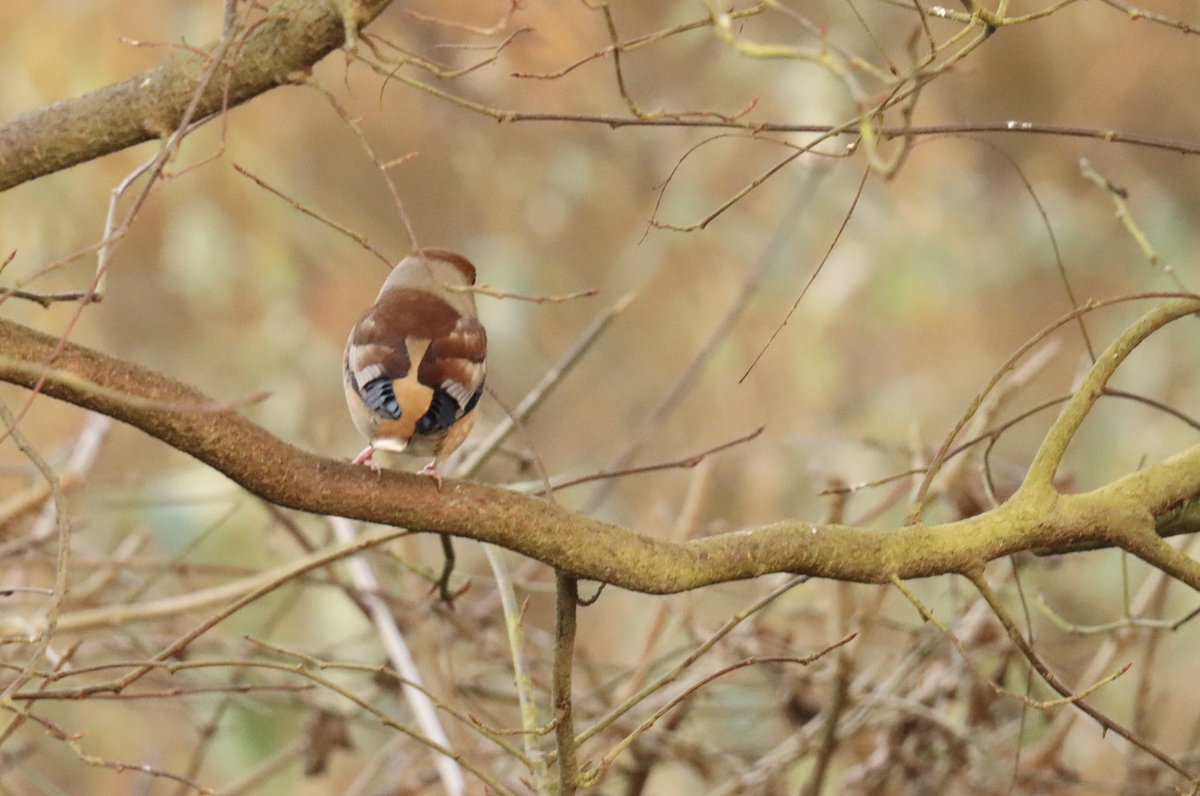 ADB0806's tweet photo. Some birds seen in the garden today! A coal tit, a white stork (visiting the nest) and a camera shy hawfinch #BirdsSeenIn 2025 #BirdsOfTwitter https://t.co/opqpai4G77