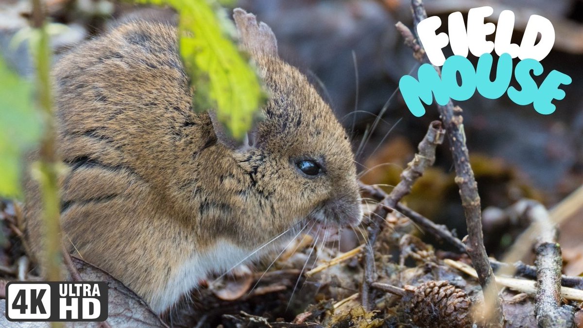 Tam & Lauren (@ouradventures2) on Twitter photo ⏰📷 NEW VIDEO NOW LIVE 📷⏰
youtu.be/AH1_qcr7KYY
#FieldMouse #Wildlife
@WoodlandTrust | <a href="/WildlifeTrusts/">The Wildlife Trusts</a> ⏰📷 NEW VIDEO NOW LIVE 📷⏰
youtu.be/AH1_qcr7KYY
#FieldMouse #Wildlife
@WoodlandTrust | <a href="/WildlifeTrusts/">The Wildlife Trusts</a>